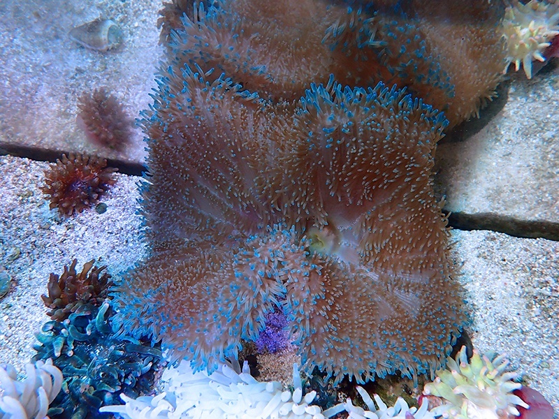 画像1: ハタゴイソギンチャク（マニラ）ブルーS