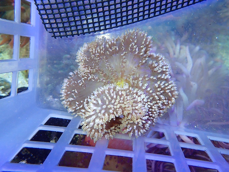 画像1: ハタゴイソギンチャク（バリ）ノーマル02