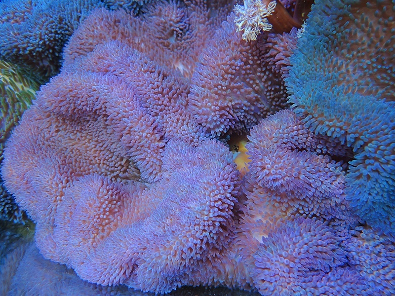 画像1: ハタゴイソギンチャクパープルXL