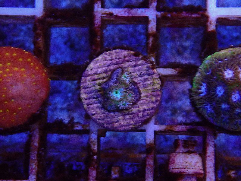 0827トゲルリサンゴNeonGreen01 海水魚ショップ ナチュラル