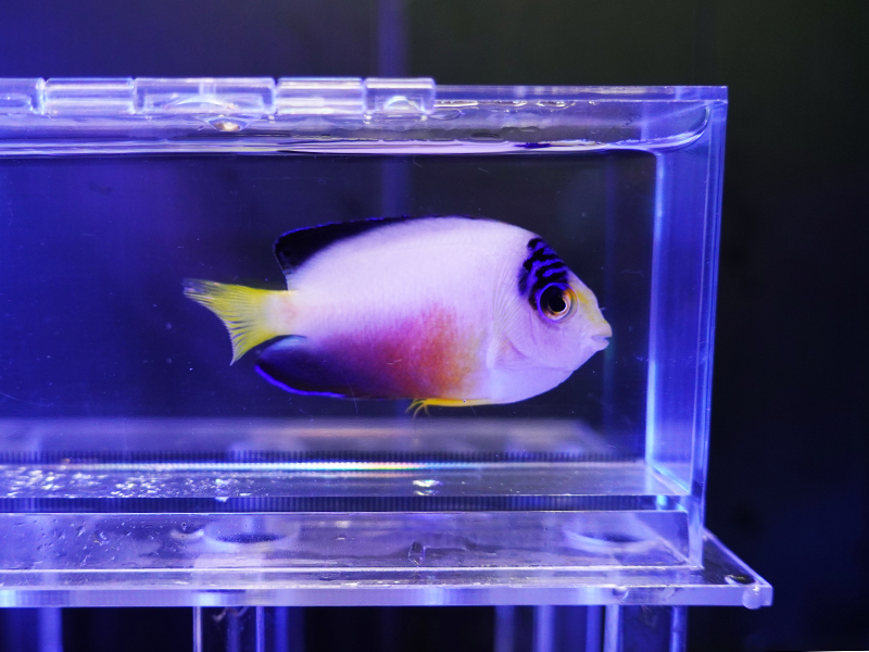 画像1: マルチカラーピグミーエンゼル03