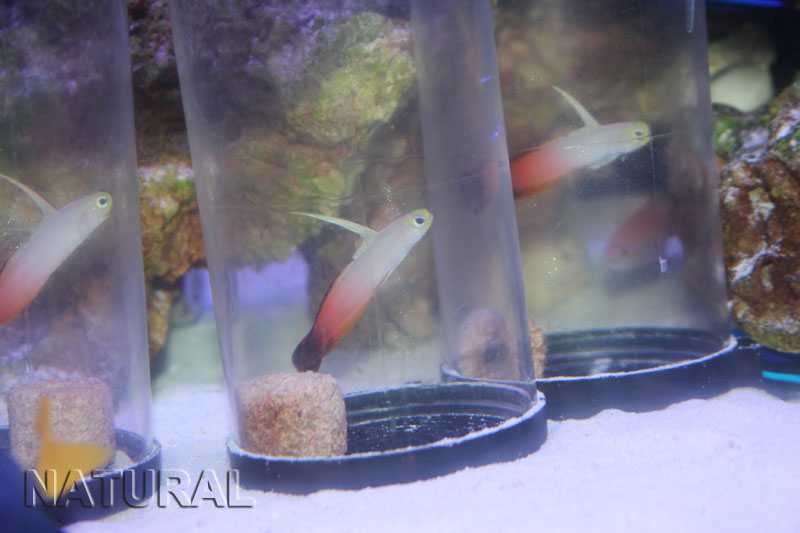 ハタタテハゼ 海水魚ショップ ナチュラル