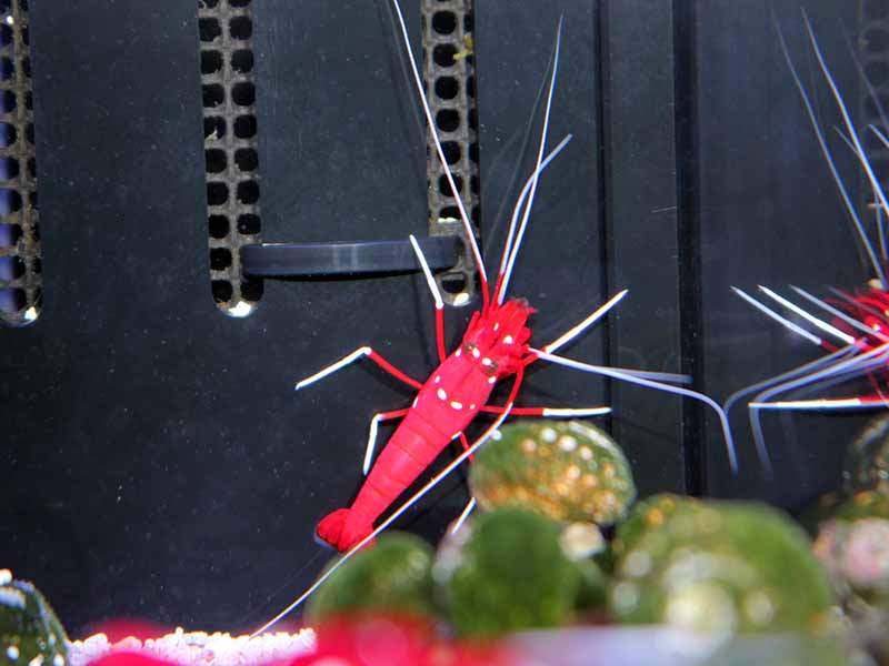 ホワイトソックス スリランカ 海水魚ショップ ナチュラル