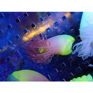 画像: アバタカワリギンチャク（近海）