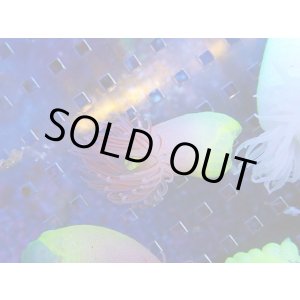 画像: アバタカワリギンチャク（近海）