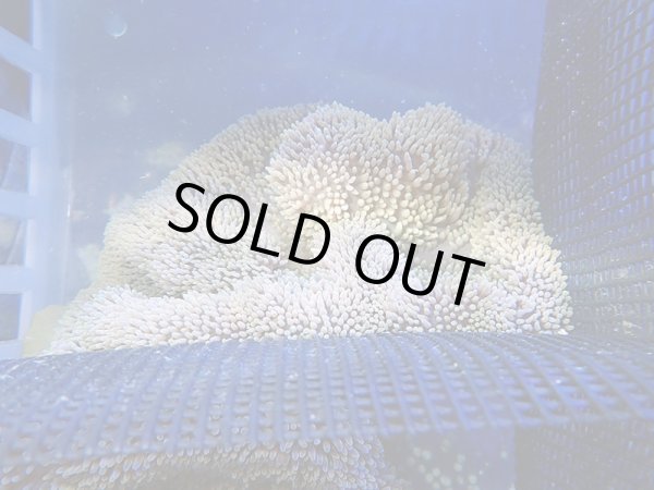 画像1: ハタゴイソギンチャク（バリ）ノーマル02