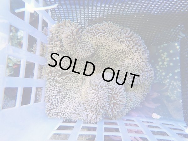 画像1: ハタゴイソギンチャク（バリ）ノーマル04