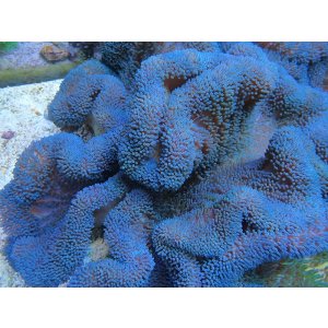 画像: ハタゴイソギンチャクブルーXL03