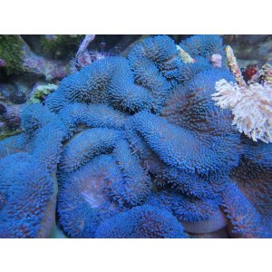 画像: ハタゴイソギンチャクブルーXL04