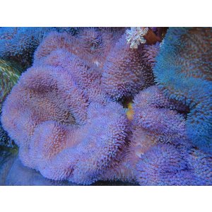 画像: ハタゴイソギンチャクパープルXL