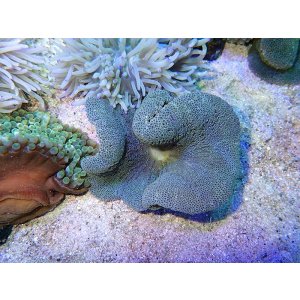 画像: イボハタゴイソギンチャク　ノーマル