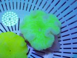 画像: イボハタゴイソギンチャクsp.クリアグリーンS
