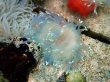 画像2: ロングテンタクルアネモネ