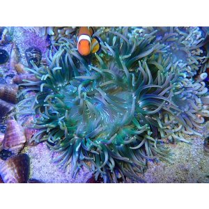 画像: ロングテンタクルアネモネ