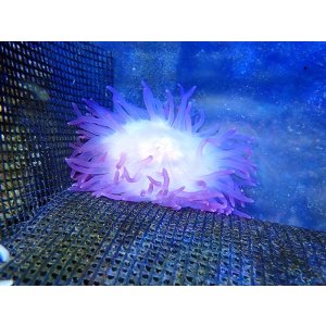 画像: ロングテンタクルアネモネパープル