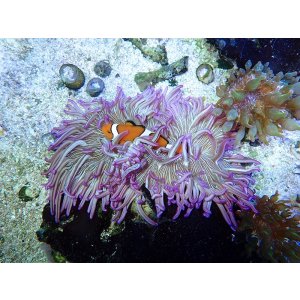 画像: ロングテンタクルアネモネパープル02