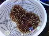 画像: センジュイソギンチャク（バリ）