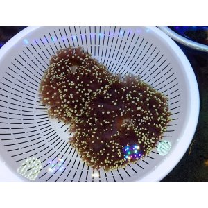 画像: センジュイソギンチャク（バリ）