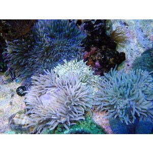 画像: シライトイソギンチャクL