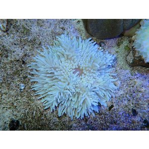 画像: シライトイソギンチャクS