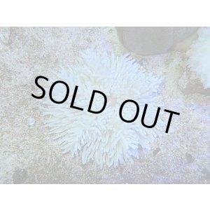 画像: シライトイソギンチャクS