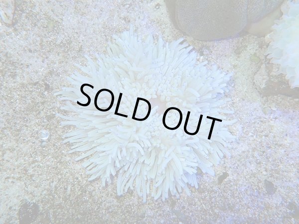 画像1: シライトイソギンチャクS