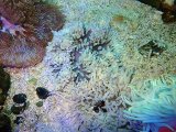 画像: シライトイソギンチャクS