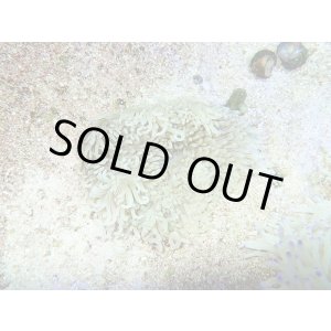 画像: シライトイソギンチャクS