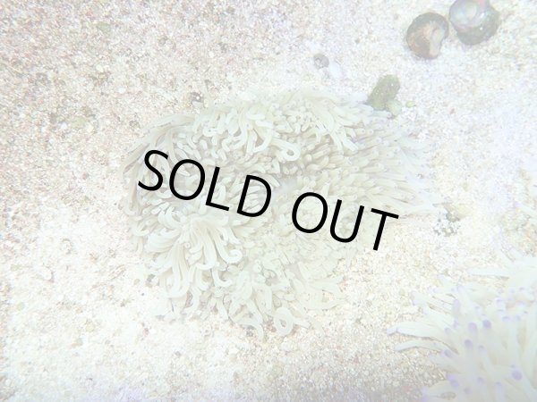 画像1: シライトイソギンチャクS