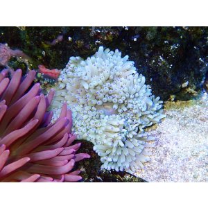 画像: シライトイソギンチャクS