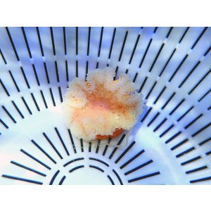 画像: シライトイソギンチャクsp.イエローオレンジ