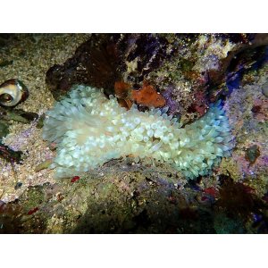 画像: タマイタダキイソギンチャク（マニラ）