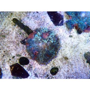 画像: タマイタダキイソギンチャク（マニラ）