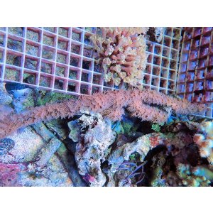 画像: 0810ボロウスシーロッド（カリブ）