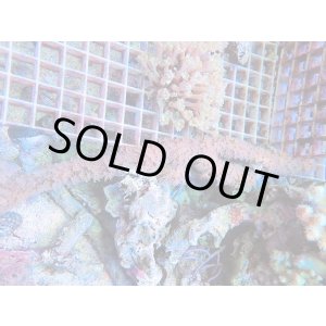 画像: 0810ボロウスシーロッド（カリブ）