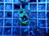 画像: 1020サンゾアンシッドフラグ02