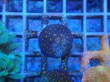 画像: 0827アミメサンゴOuterSpace03