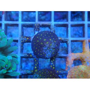 画像: 0827アミメサンゴOuterSpace03