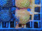画像: 0827アミメサンゴAutumHarvest01