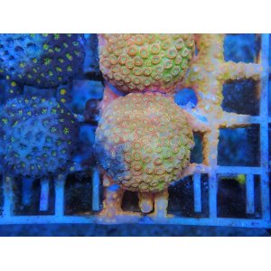 画像: 0827アミメサンゴAutumHarvest01