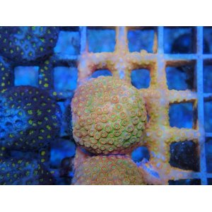 画像: 0827アミメサンゴAutumHarvest03