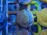 画像: 0827ムカシサンゴElectricDaisy02