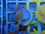 画像: 0827ムカシサンゴElectricDaisy03