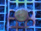 画像: 0827ムカシサンゴElectricDaisy04