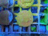画像: 0827ムカシサンゴBurningBanana01