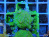 画像: 0827センベイサンゴNeonGreen04