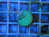 画像: 0827トゲルリサンゴNeonGreen01