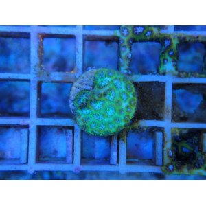 画像: 0827トゲルリサンゴNeonGreen01