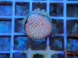 画像: 0827フカトゲキクメイシCopperBase02