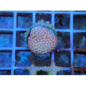 画像: 0827フカトゲキクメイシCopperBase02